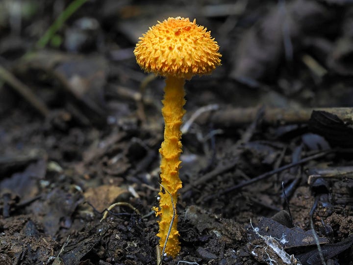 Agaricus Sect. Trisulphurati