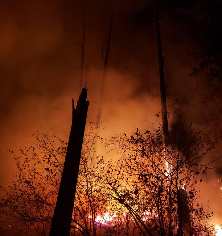 several photos of trees on fire