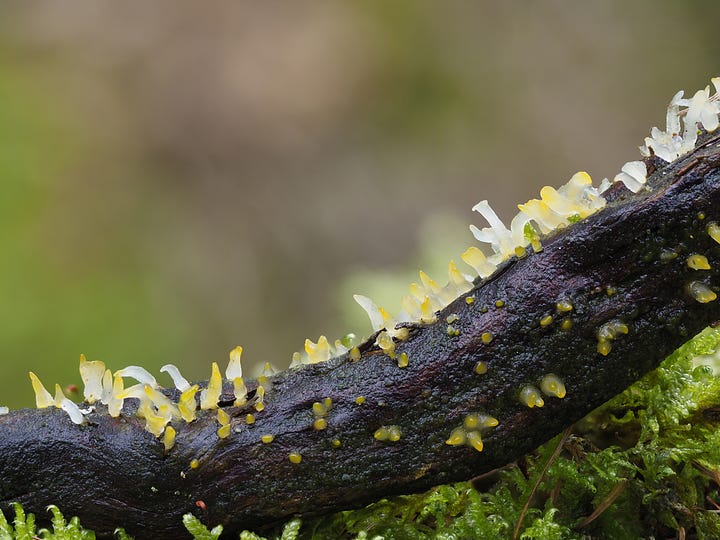 tiny white and yellow gelatinous mushrooms on a log