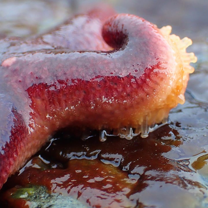 A pair of images feature a close-up of a starfish arm, and an extreme close-up of starfish skin.