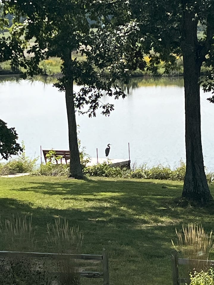 Two photos of the landscape, one of the lake with a water bird perched on the dock and the other of the plantings.