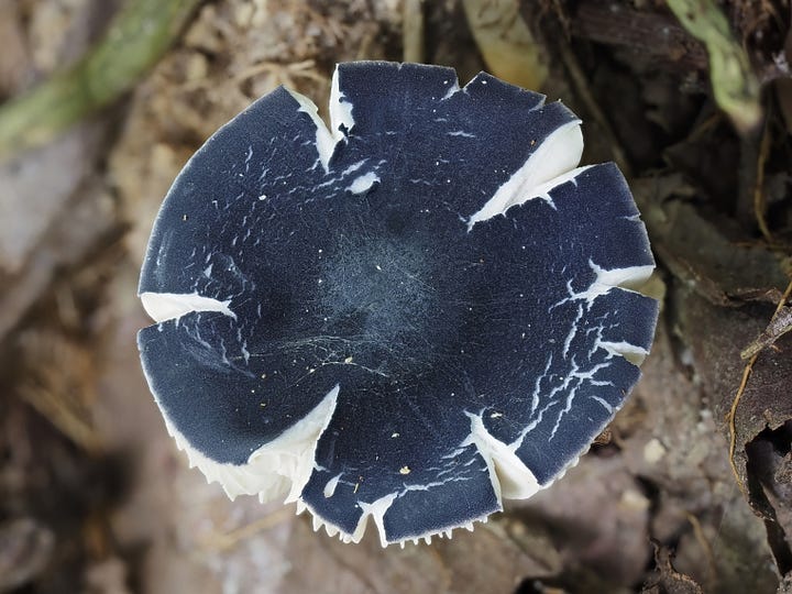 cracked dark blue mushrooms