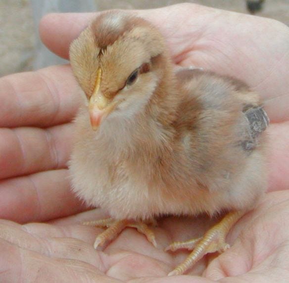 A chick sits on a human hand. It has pale brown down, with a dark stripe on the eye, a pale white patch on the head, and distinct stripes down the back.