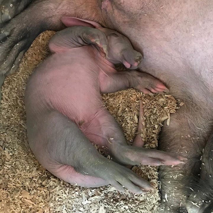 Aardvark calf cuddles with mother