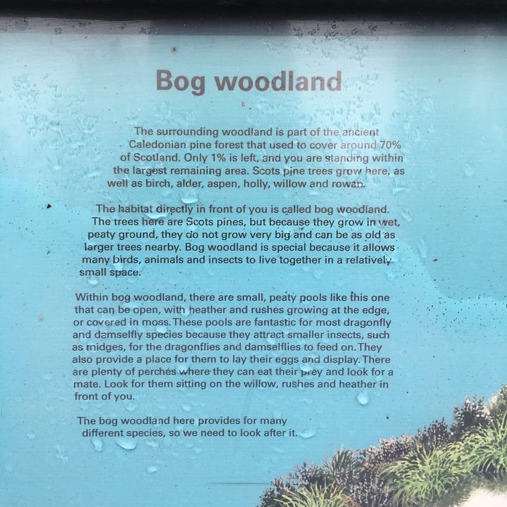 Images: 1-3. the bog woodland in Abernethy Forest managed by RSPB, with information plaque about the landscape; 4. Scots pine with clear lichen line a quarter of the way up them, and hummocky mossy grass.