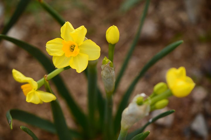 close-ups of cluster-flowered narcissus, white with yellow cups on the left, right a spray of yellow-flowered narcissus.