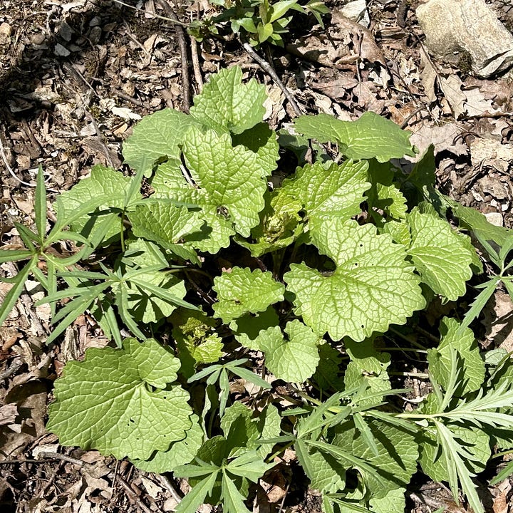 The left image shows a small patch of garlic mustard, with a cluster of about 15 green, heart-shaped leaves. The right image shows a small broadleaf plantain plant with five oblong leaves in a star-like shape.