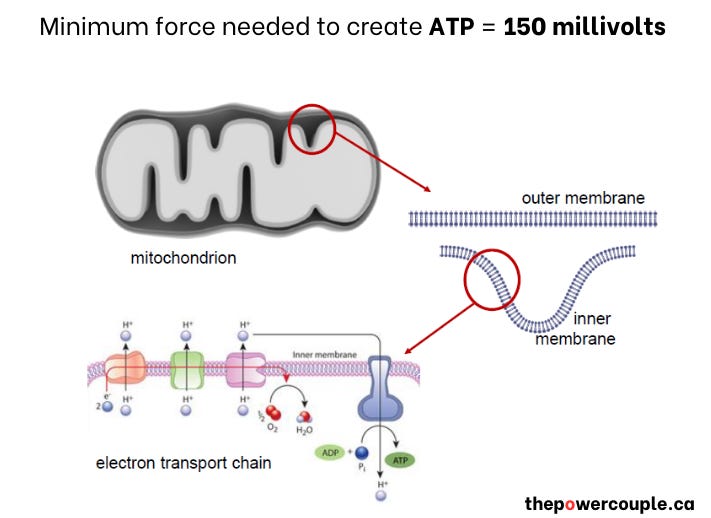 How our mitochondria use electricity