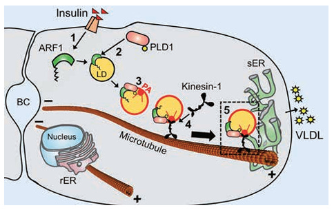 Controlling Fat Secretion from the Liver