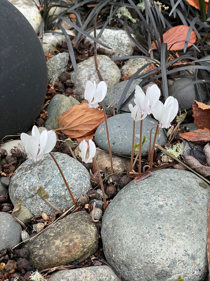 Katsura tree colchicum cyclamen