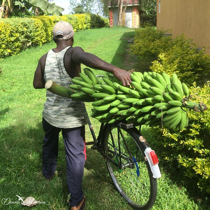 Man transporting matoke on his bicylce