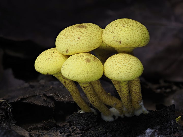 yellow mushrooms