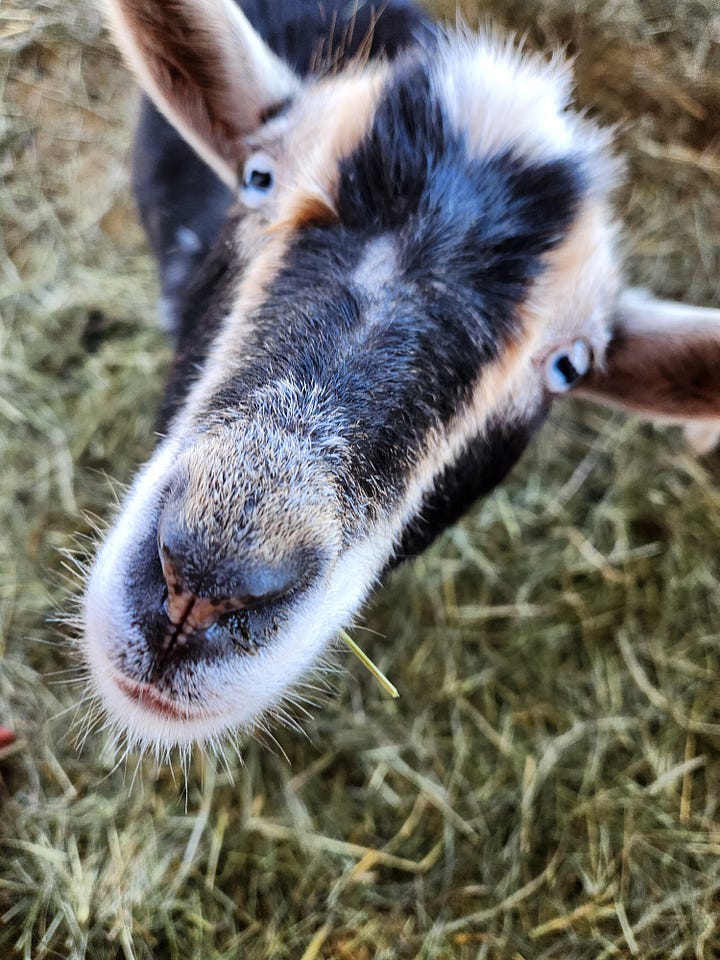 Cookie, Sweet Pea, Penelope & Daisy