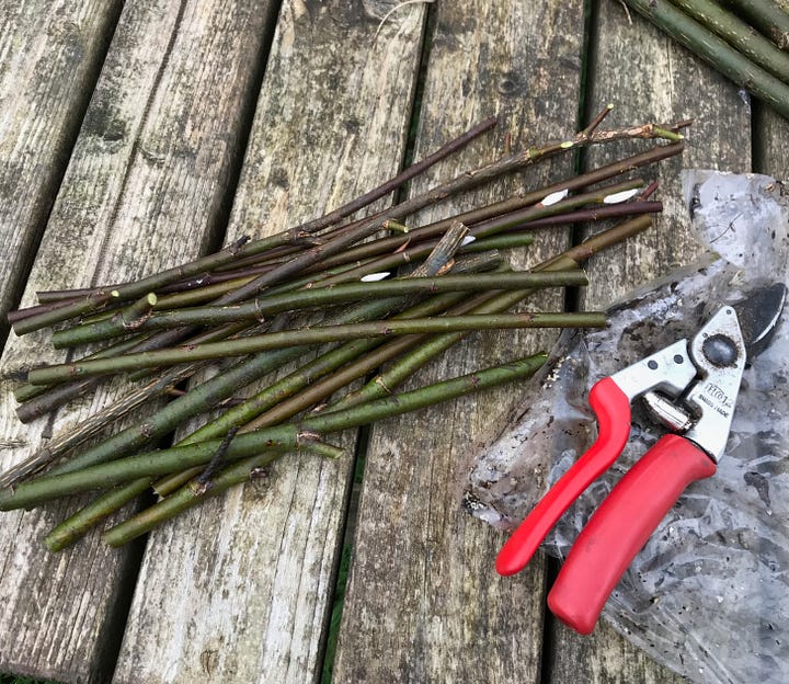 (a) short purplish stems of violet willow and secateurs (b) author cutting wild cherry branches down