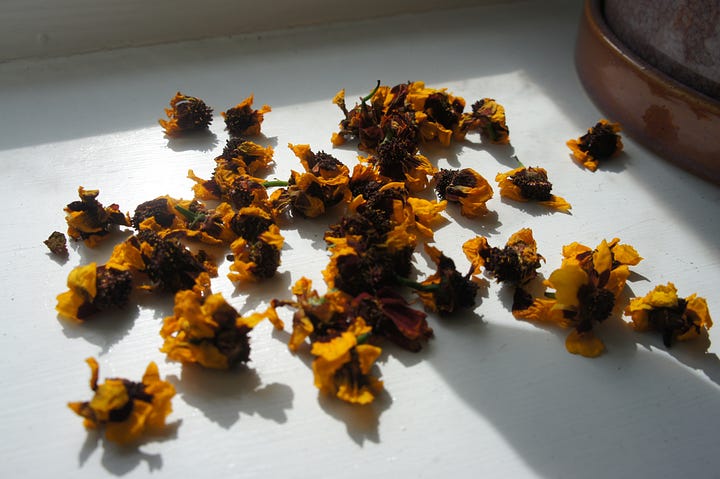 First harvest taken from the Coreopsis tinctoria dye pilot, and jars of solar dyes. My own handful harvest fresh from the plants drying in the sun, and a wonderful find of fresh gall nuts (used to create black).