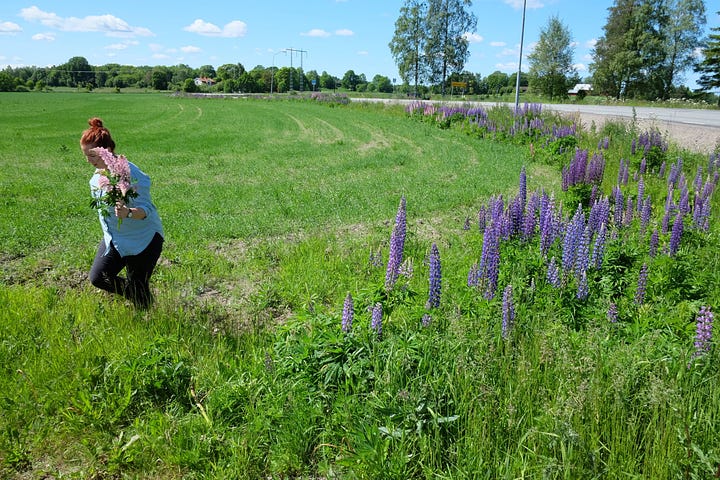 In the Swedish countryside at Midsommar, picking flowers, lunch in barns