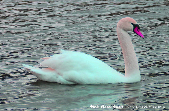 Two images of a sole swan on the Lily Dale lake