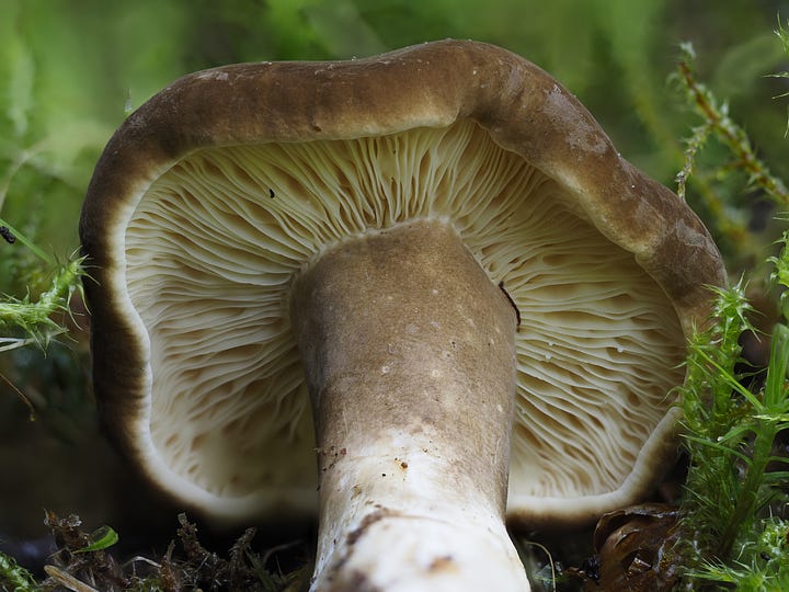 Lactarius mushrooms 