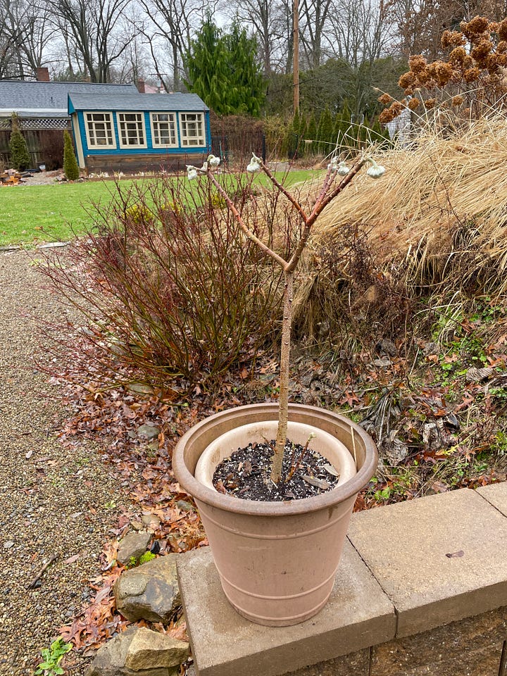 We had several little snowdrops up and blooming already in the Birch Walk. Here is the last on New Years. The Christmas Roses were up too. And best of to me right now are the buds of the Edgeworthia. The pot has now been moved into the blue potting shed that you can see in the back of the last photo for more warmth as it is tender here. 