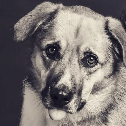 Five photos of a shepherd like dog in various scenes