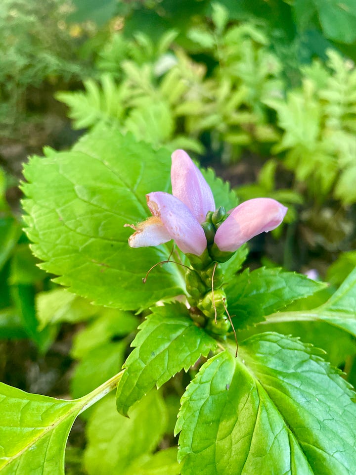 Along the damp Primrose path this month: Anemone 'Pamina'; Sweet Autumn Clematis; and two different Chelone, C. obliqua and C.lyonii