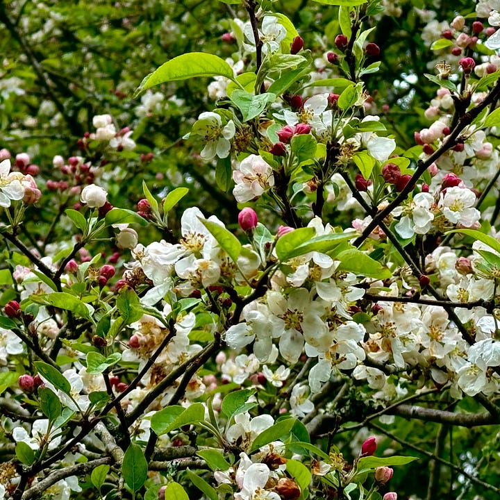 crabapple blossoms, bluebells, blueberry bush, raspberry canes