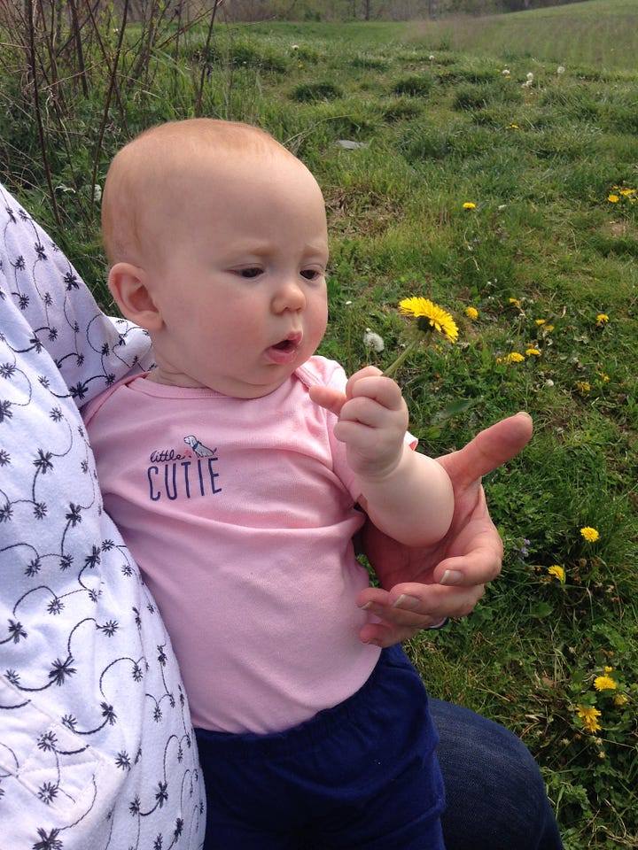 Baby looking at a dandelion on grandmother's lap