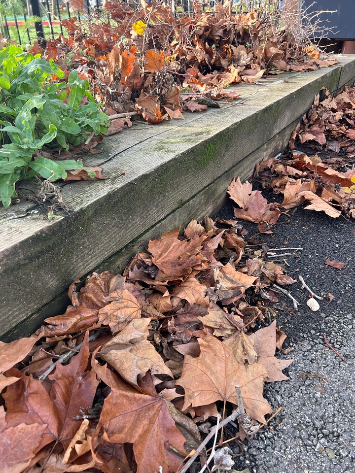 Two photos of naturally-occurring leaf piles