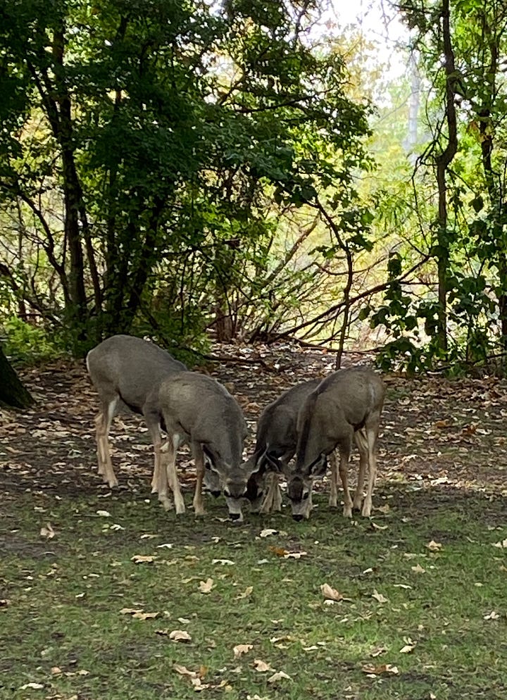 Four deer graze under trees. A great blue heron flies low across a river.