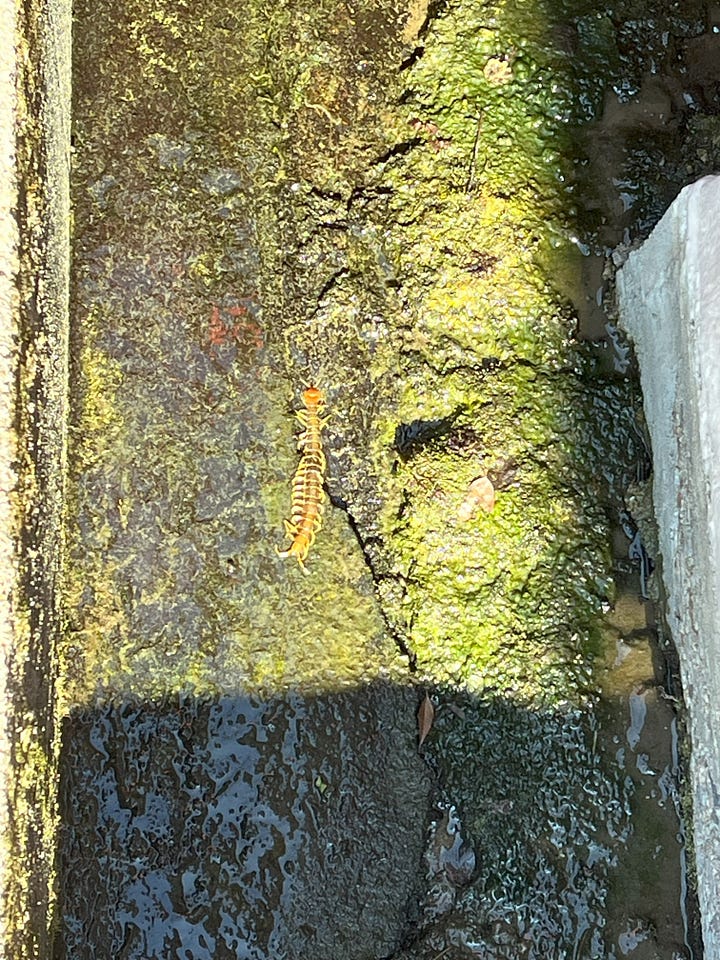 A picture of houses perched on the mountainsides framed by a web of electrity wires and concrete electricity poles. A picture of a dead mukade centipede in the bottom of a drainage channel.