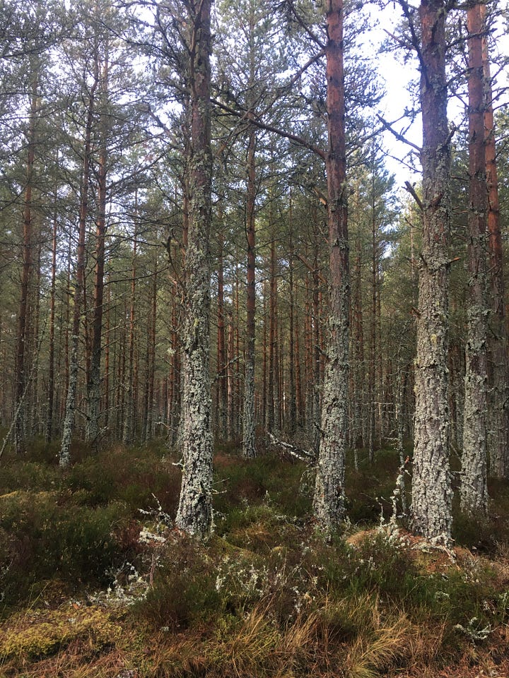 Images: 1-4. Abernethy Forest, with similar views of lichen-encrusted pine trees and close-ups of various types of lichen varieties.