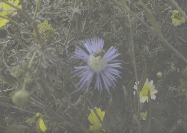 Two photos side by side of purple and yellow flowers but the second one is faded and shows muted colors that the dog would see