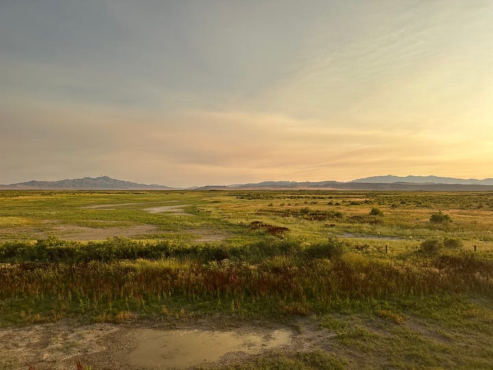 Views of Nevada: desert and grass