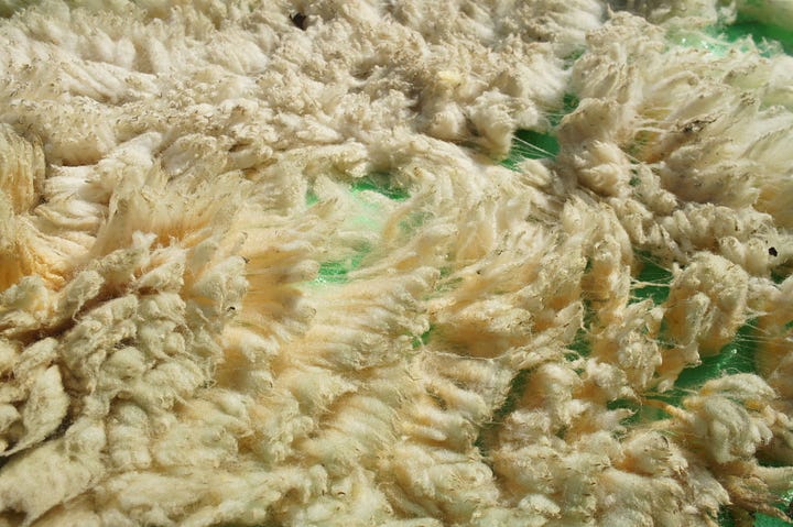 Images: details of raw fleece - Black Welsh Mountain cross, Suffolk cross and Texel cross