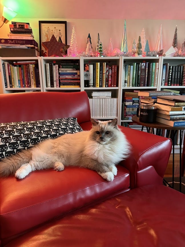 A white and gray ragdoll cat laying on a red chair.