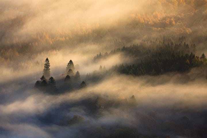 Nature inspiration: fulmar in flight; frosted grass and autumn oaks leaves; dawn mist over autumn trees; loch and dark land after sunset © Felicity Martin