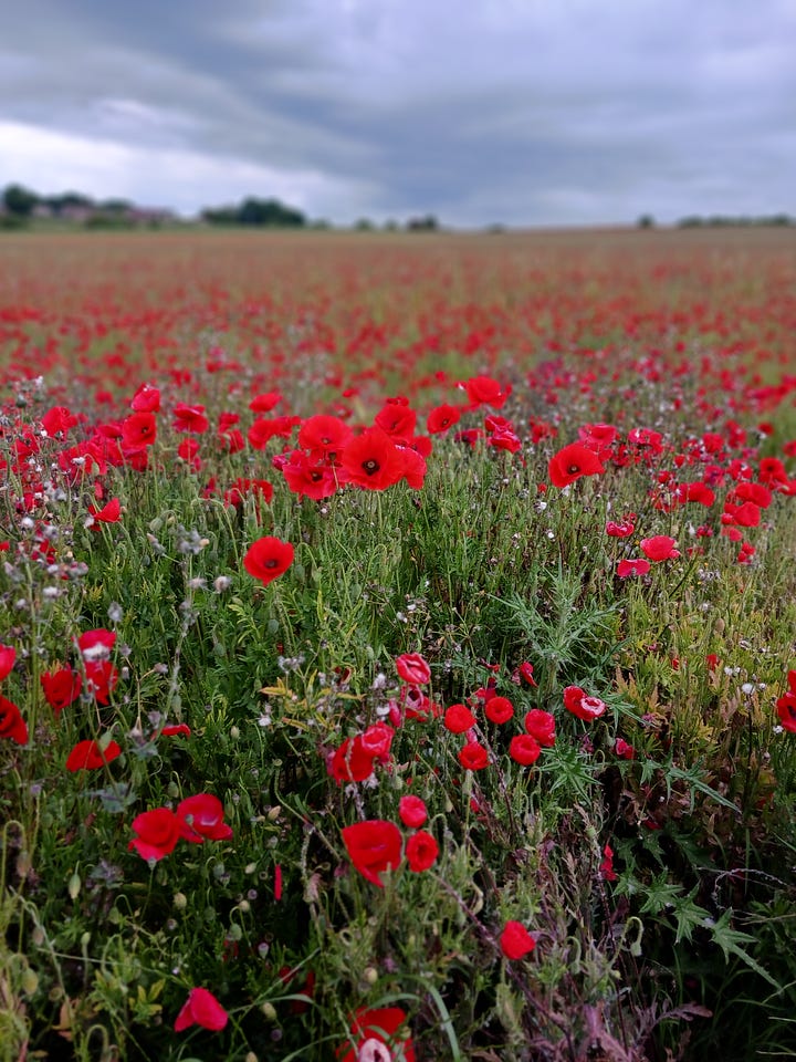 Bright red poppies in the fields