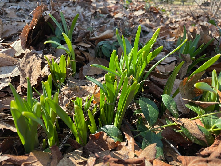 Narcissus ‘Jet Fire’ just coming up this year 2025, and in full bloom in mid-March 2024.