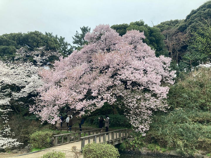 4 images: A sakura tree, a giant pumpkin by Yayoi Kusama, a room full of mirrors and metallic eggs, and a quiet street in Kyoto.