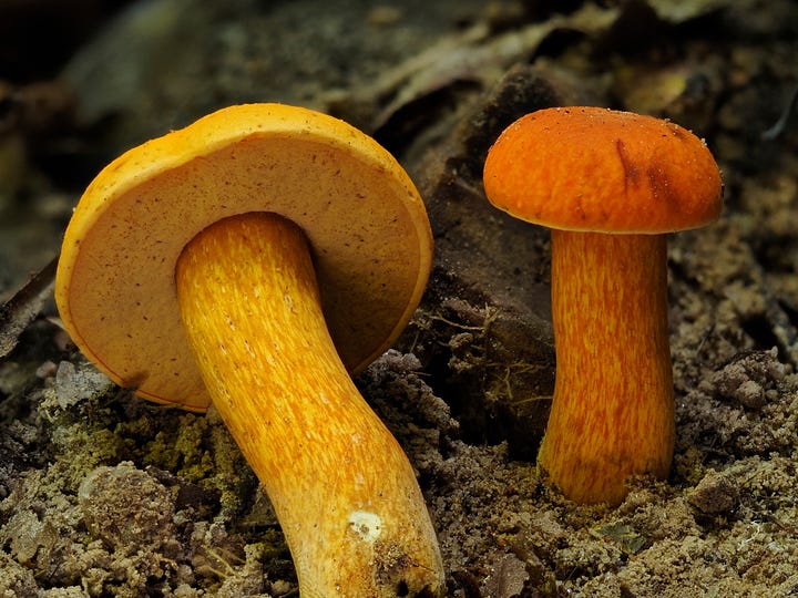 bright orange mushrooms