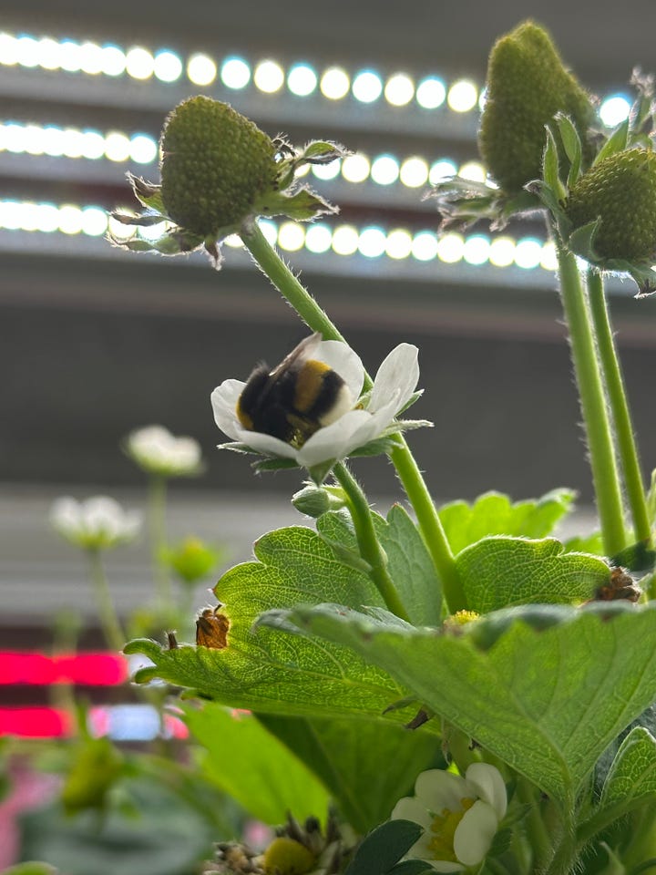 Strawberry Vertical Farming