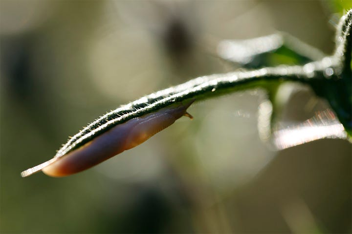 A cream coloured slug climbs through the spines and up to feed on the flower of a spear thistle (Cirsium vulgare)