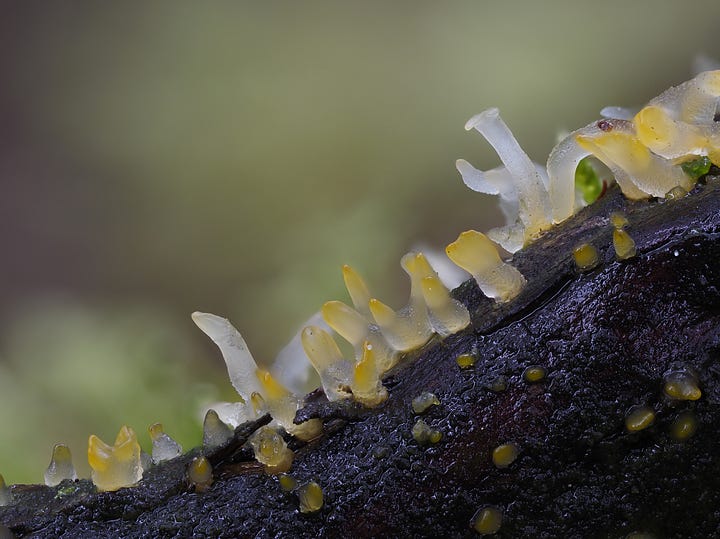 tiny white and yellow gelatinous mushrooms on a log