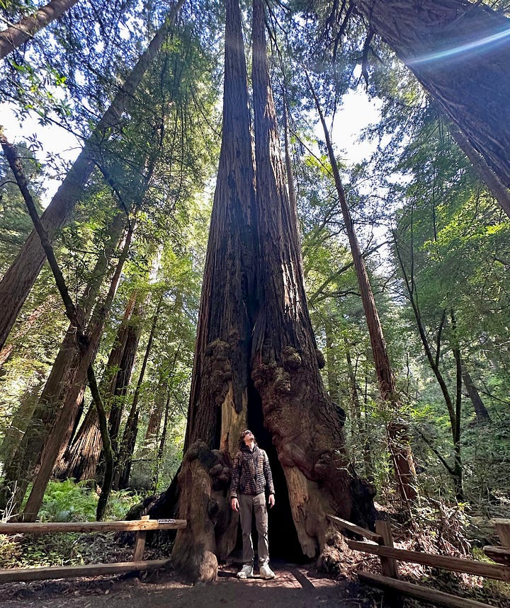 Noah with the redwoods in California and moving dirt at Chanticleer Gardens in Wayne, PA