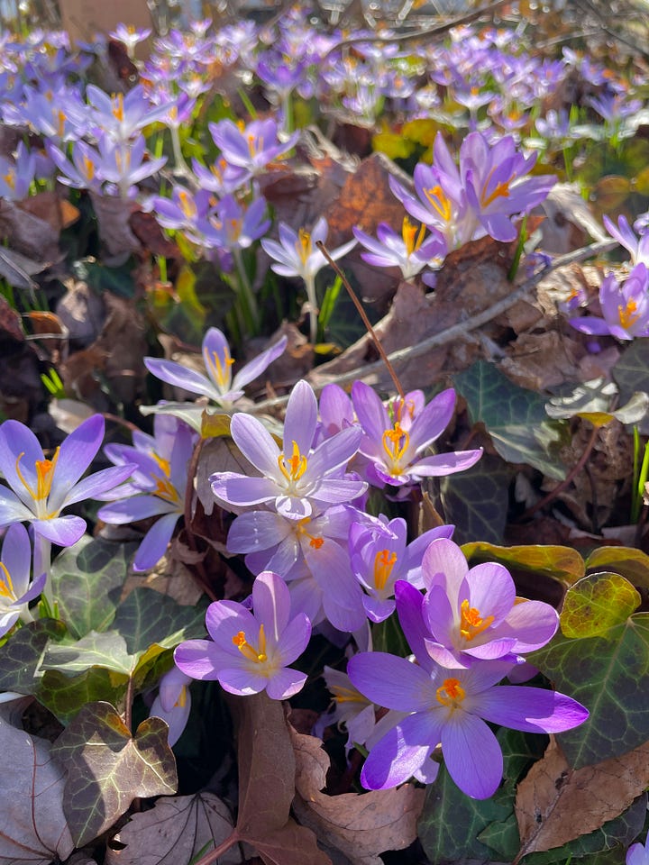 I just learned about the "stinzenplanten" a couple of weeks ago at the Galanthus Gala, and I realized that we have our own stinzen at Gilmore! There is a mounded drop-off from the back garden where these crocus are tumbling down the hill into the curb. 