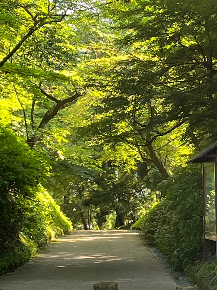 Pictures of Hakone - shrine gate, trees etc