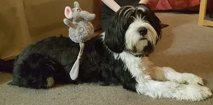 Black and white long-haired dog in various activities