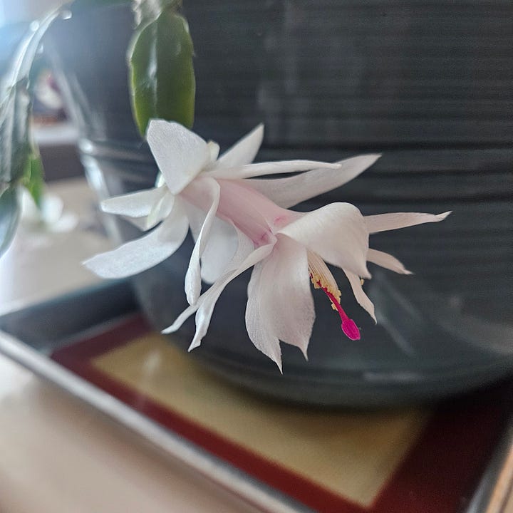 Christmas cactus blooms