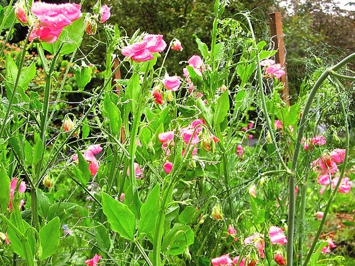 sweetpea seeds, and plants in bloom