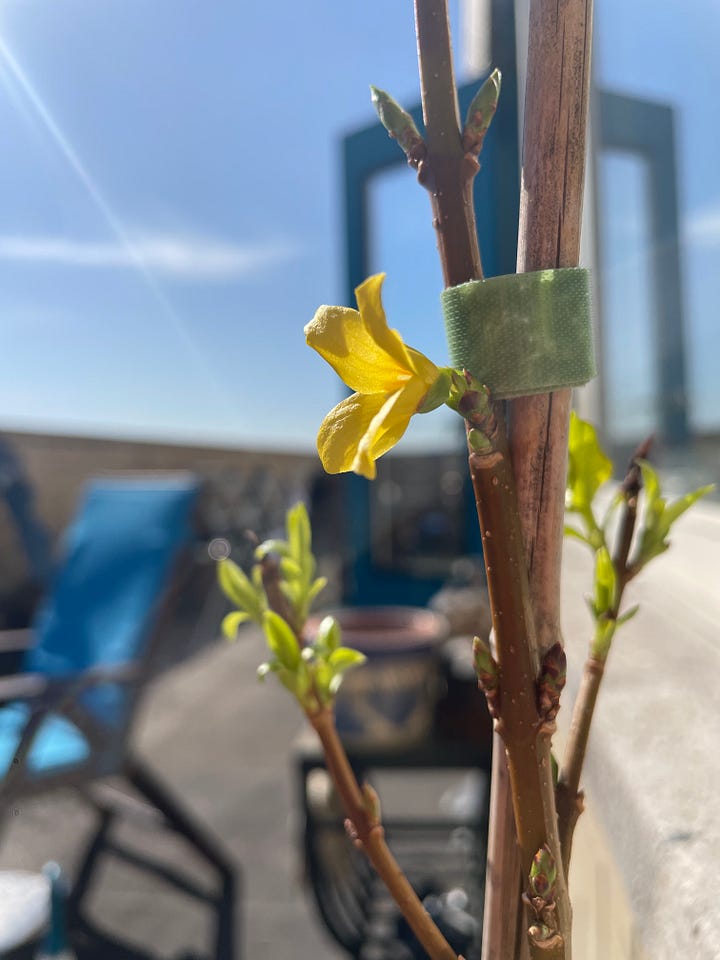 A hand holds up a tiny purple deadnettle flower.  Next to it, a tiny yellow forsythia branch blossoms.